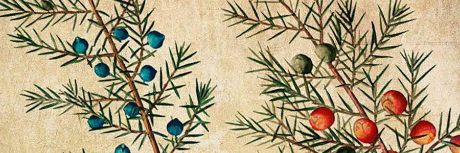 Gin and Tonic Stories (Episodul 1)